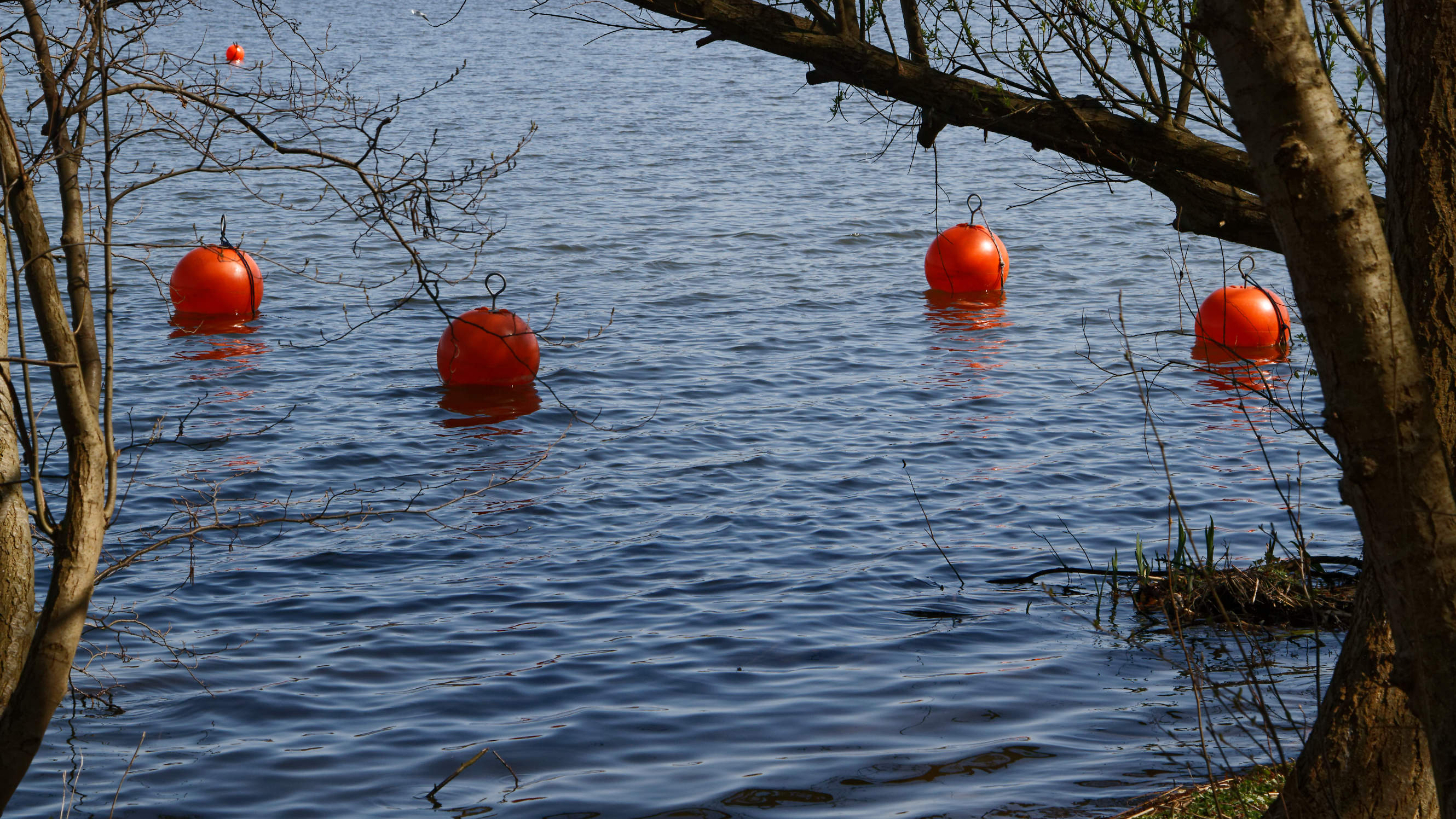 20210420 Lyngby Sø 81